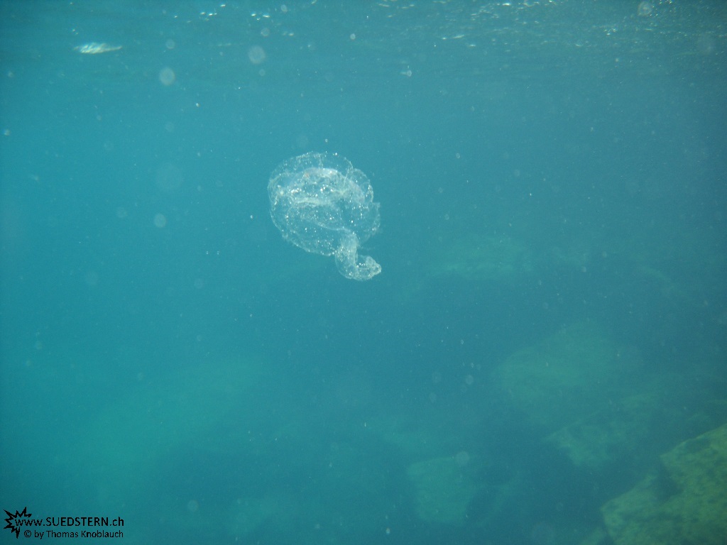 Jellyfish - Underwater Galapagos 2010 -DSCN5524